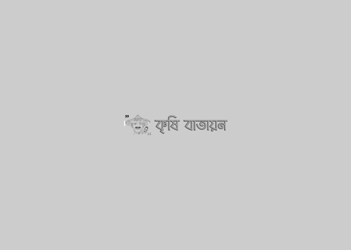 পাহাড়ের পাদদেশে বাদাম চাষ